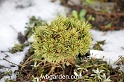 wbgarden dwarf conifers 55
